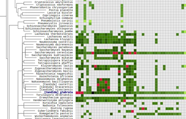 phylo explorer matrix