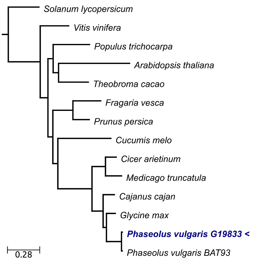 phylo explorer matrix